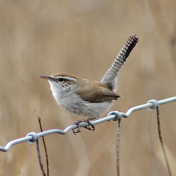 Bewick's Wren
