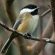Black-capped Chickadee
