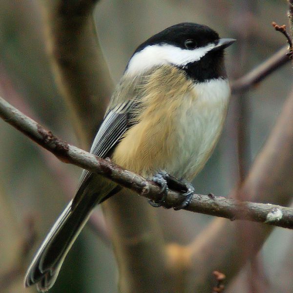 Black-capped Chickadee
