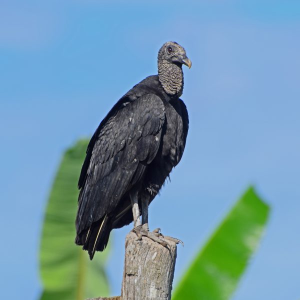 Black Vulture