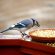 Blue Jay