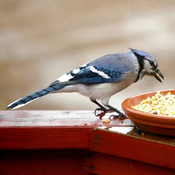 Blue Jay