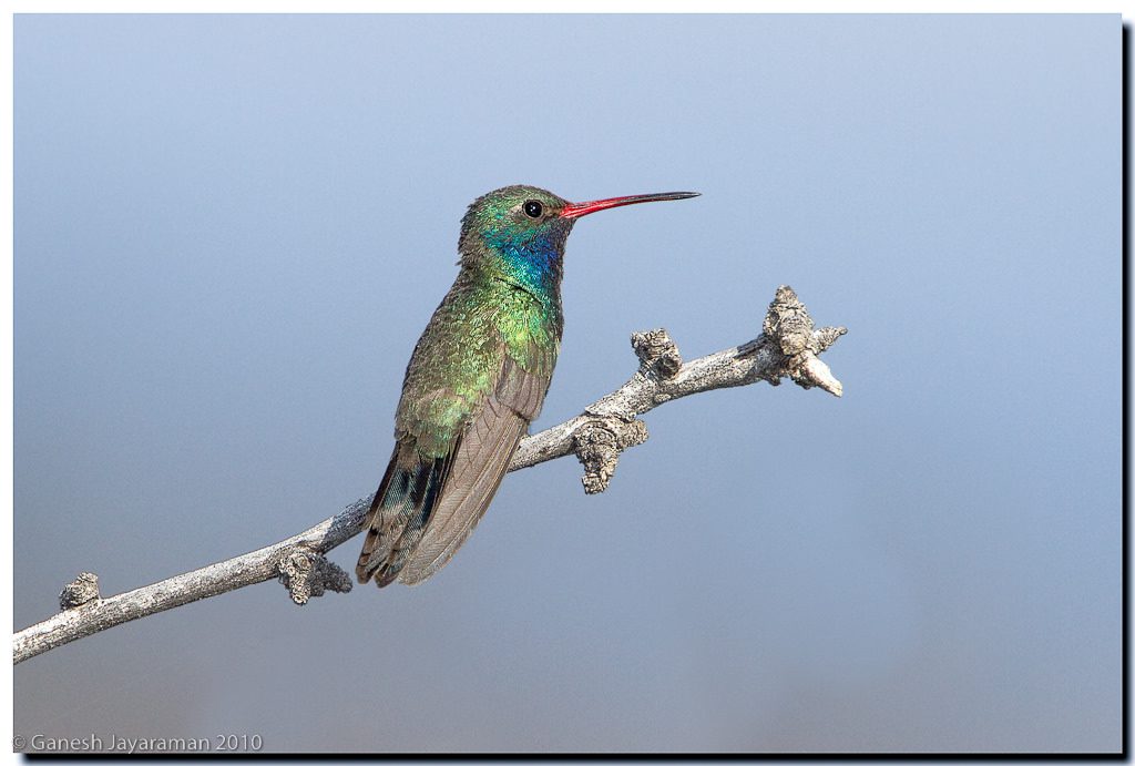 Broad-billed Hummingbird