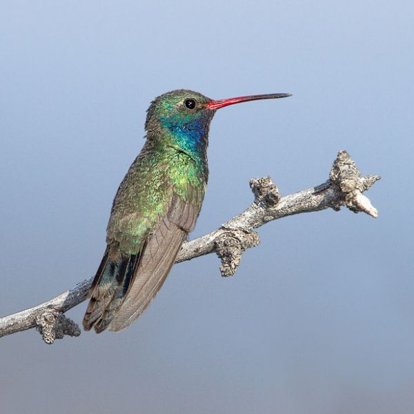 Broad-billed Hummingbird