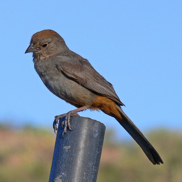 Canyon Towhee