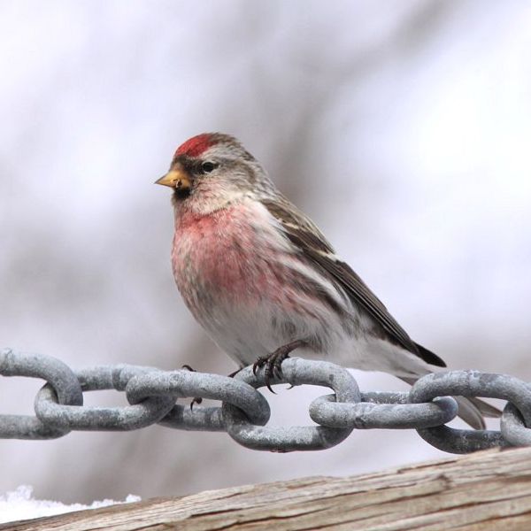 Common Redpoll