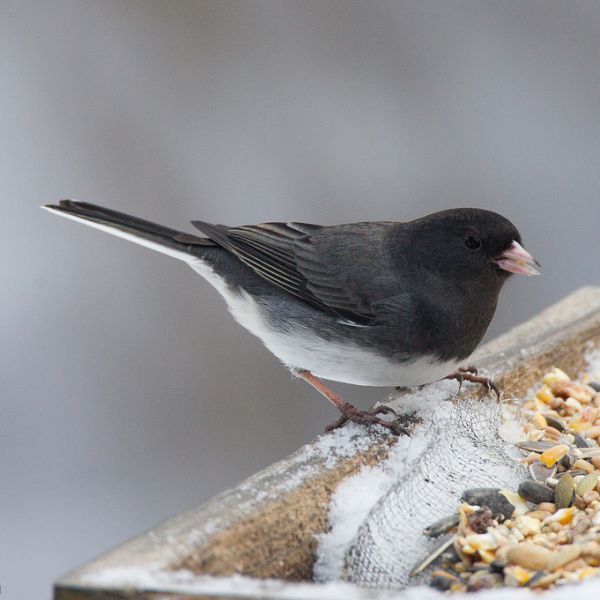 Dark-eyed junco