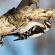 Downy woodpecker