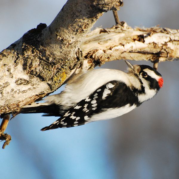 Downy woodpecker