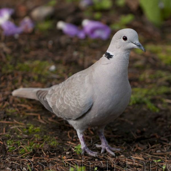 Eurasian Collared Dove