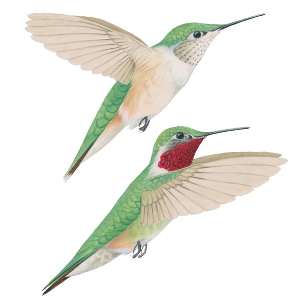 Broad-tailed hummingbird