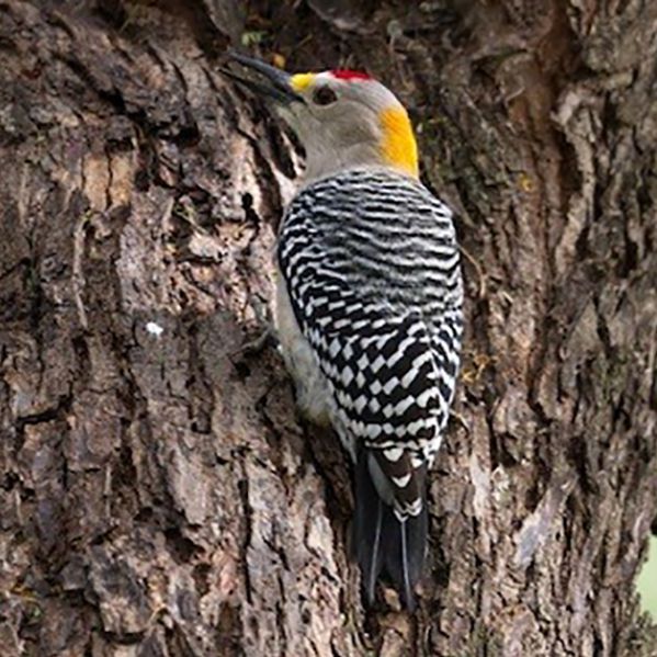 Golden-fronted Woodpecker