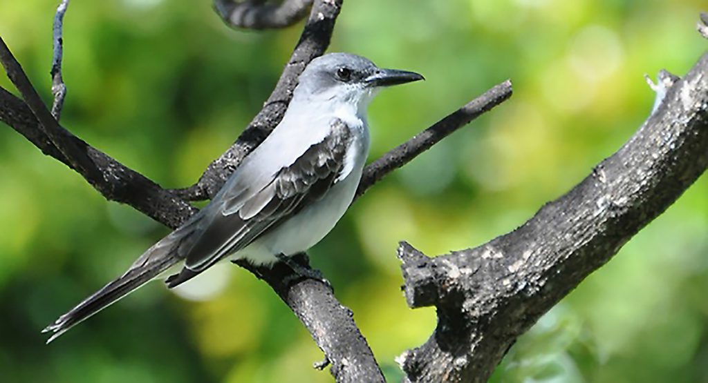 gray kingbird