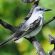 gray kingbird