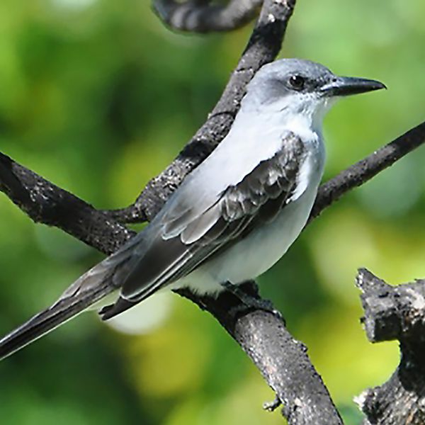 gray kingbird