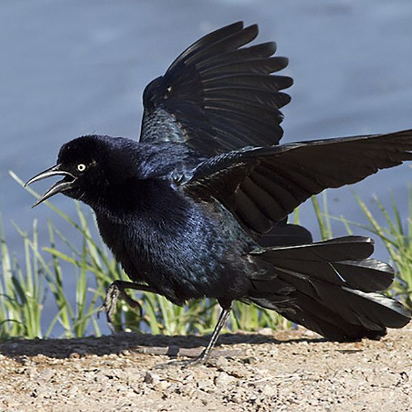 Great-tailed Grackle