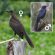 Great-tailed Grackle (Panama) female and male