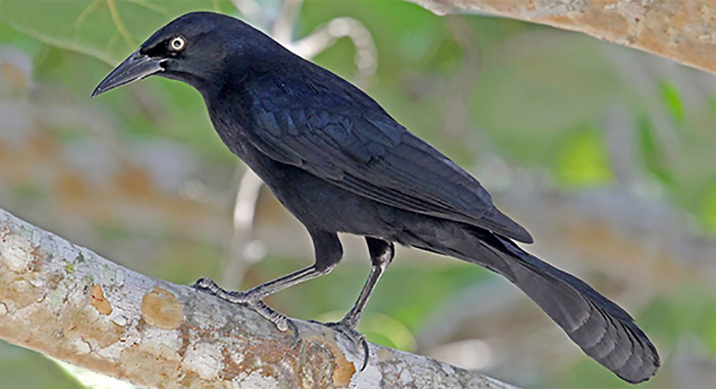 greater antillean grackle