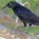 greater antillean grackle