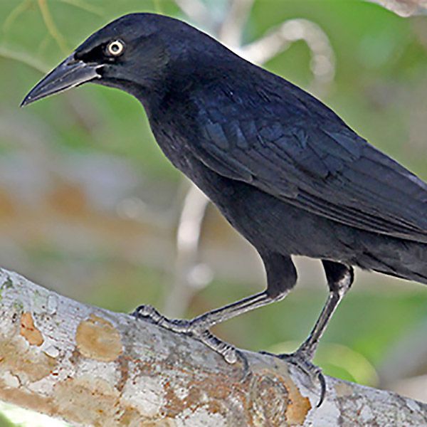 greater antillean grackle