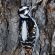 Hairy woodpecker