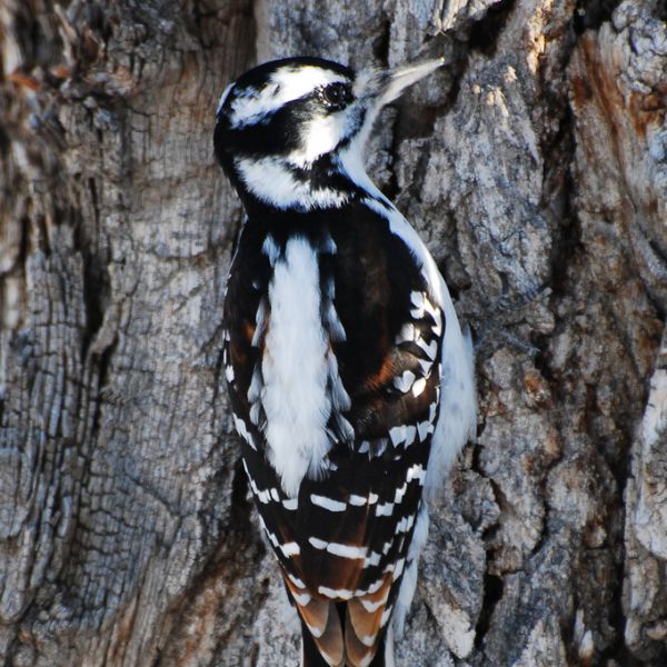 Hairy woodpecker