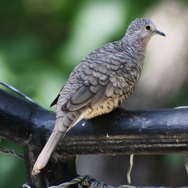 Inca Dove