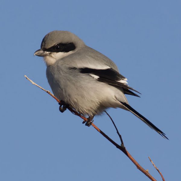 Loggerhead Shrike