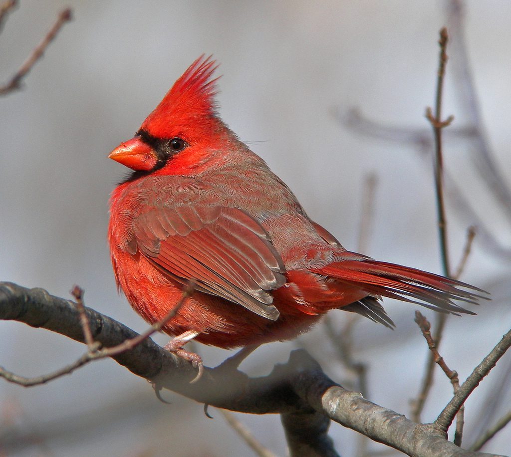 Northern cardinal