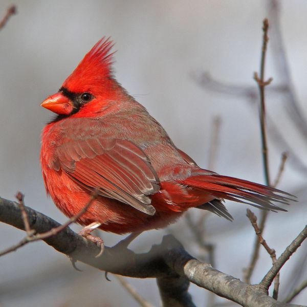 Northern cardinal