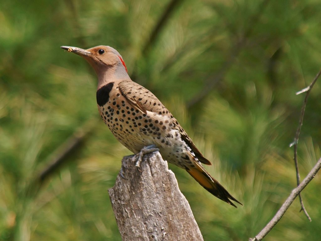 Northern flicker