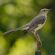 Northern mockingbird