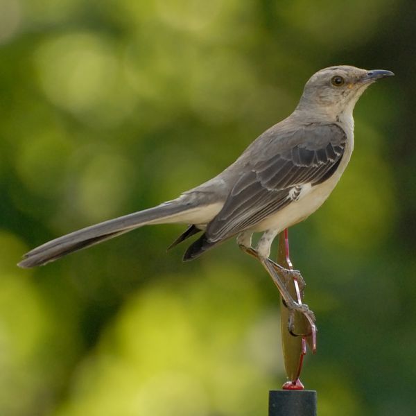 Northern mockingbird