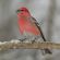 Pine grosbeak
