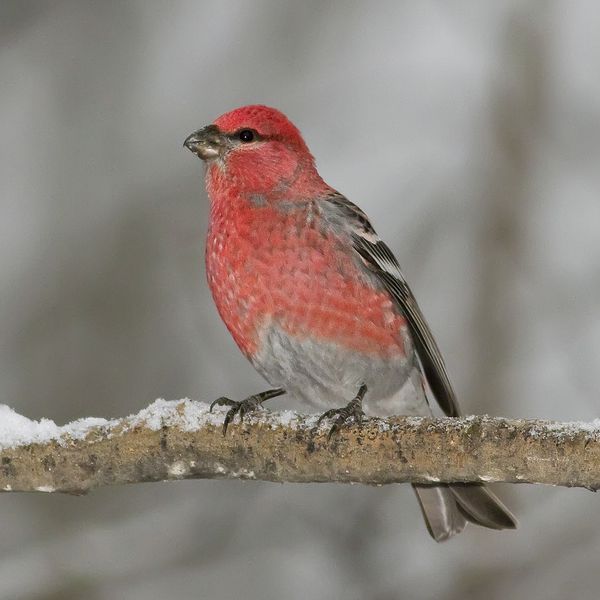 Pine grosbeak
