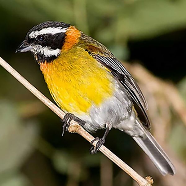 puerto rican spindalis
