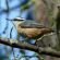 Red-breasted nuthatch