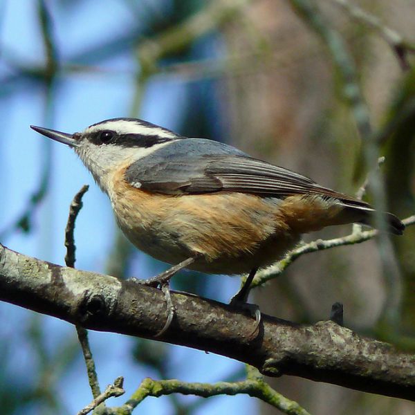 Red-breasted nuthatch