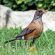 Rufous-backed Robin