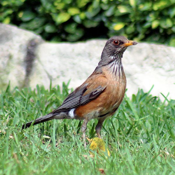 Rufous-backed Robin
