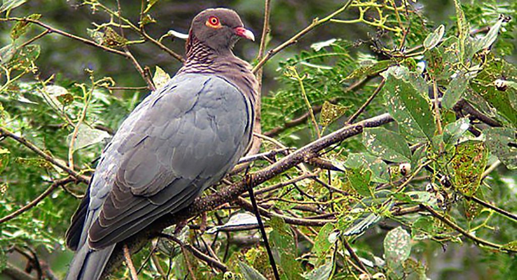 scaly-naped pigeon