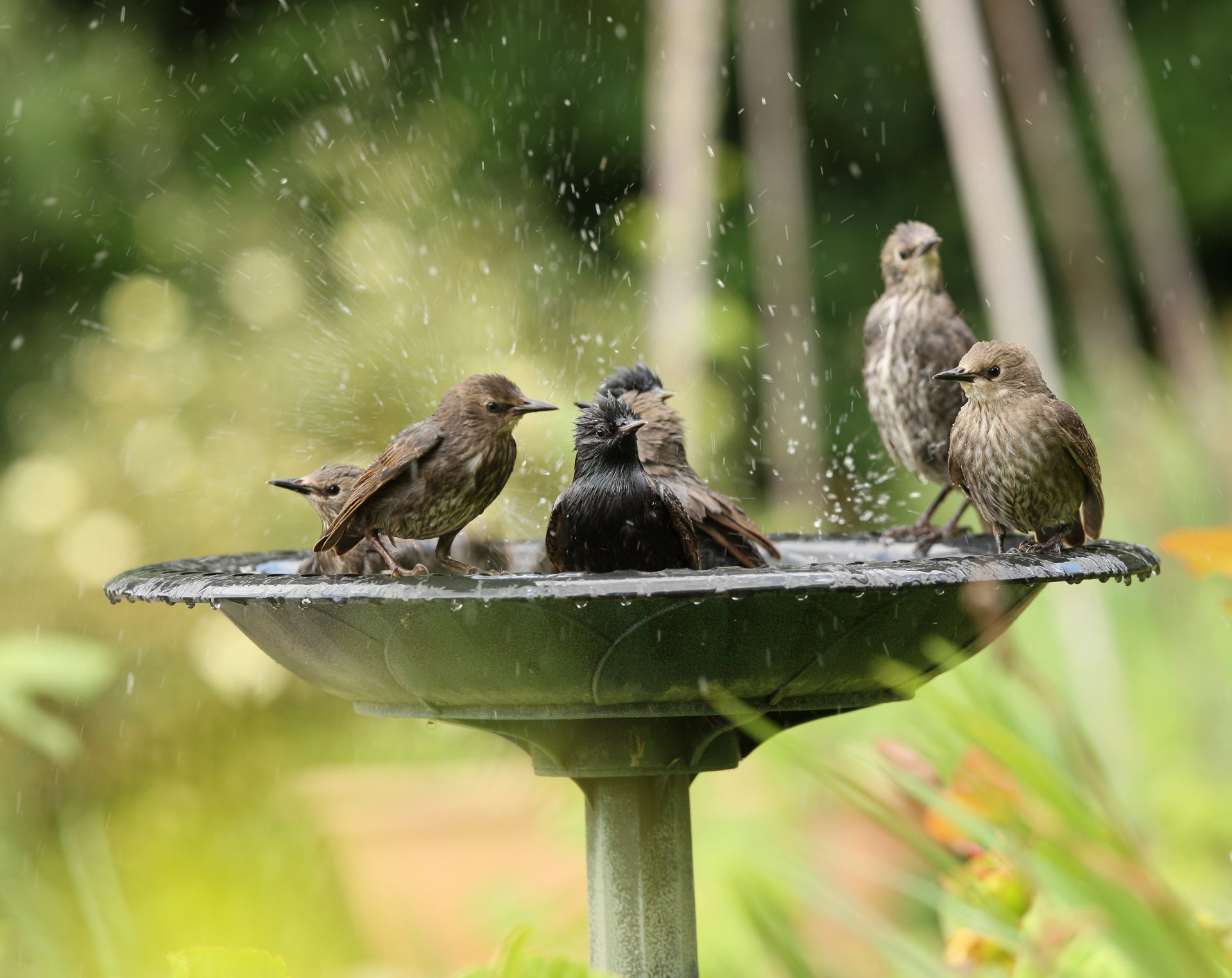 European Starlings at bird bath