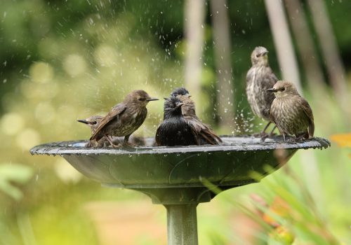 European Starlings at bird bath