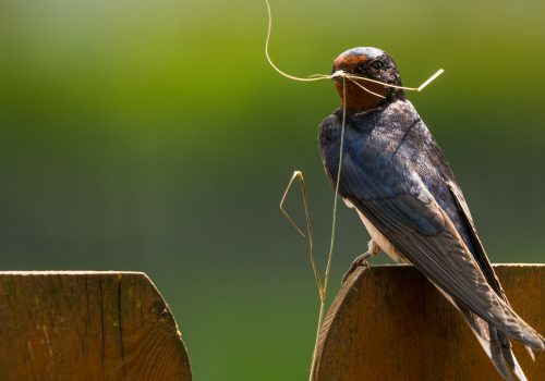 Barn Swallow with nesting material