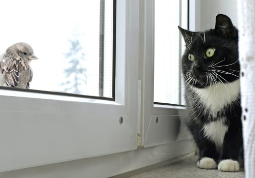 Cat watching bird on the window