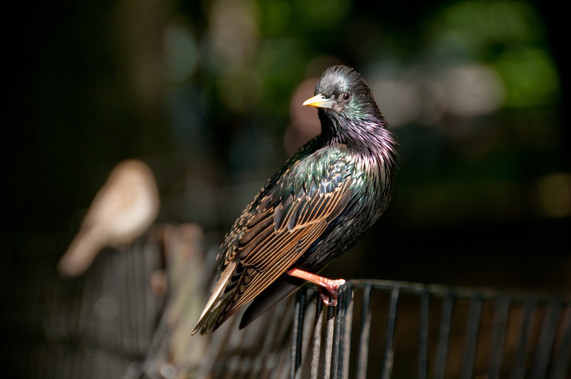 Estornino Europeo en el Parque Central en Nueva York.