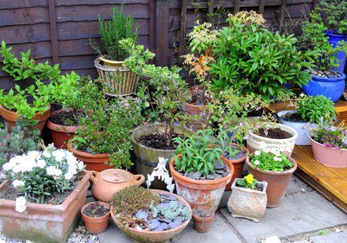 Container Gardening.