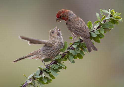 House Finch feeding baby