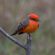 Vermilion Flycatcher