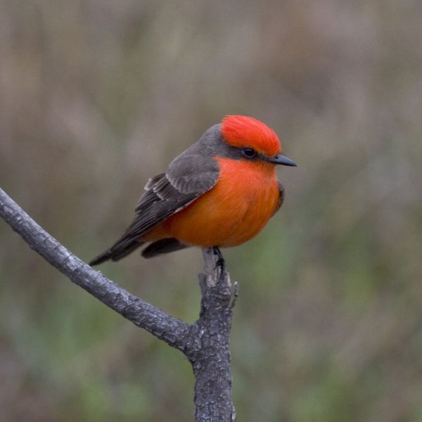 Vermilion Flycatcher